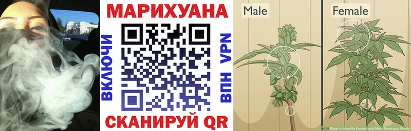 Каннабис OG Kush  Сысерть 